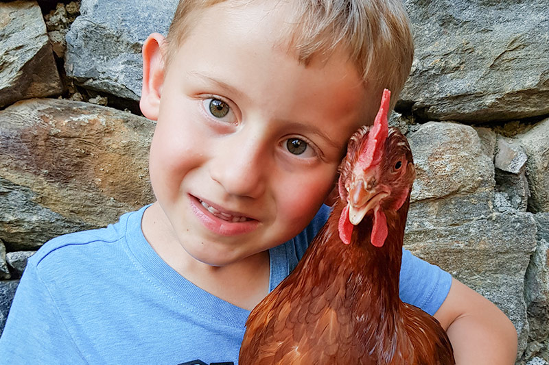 Galline al Maso Tumlhof