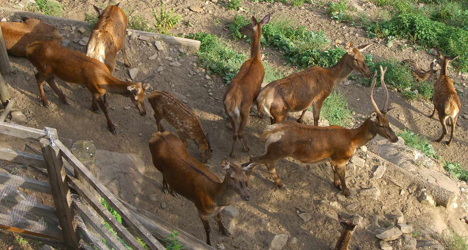 Hirschgehege am Tumlhof