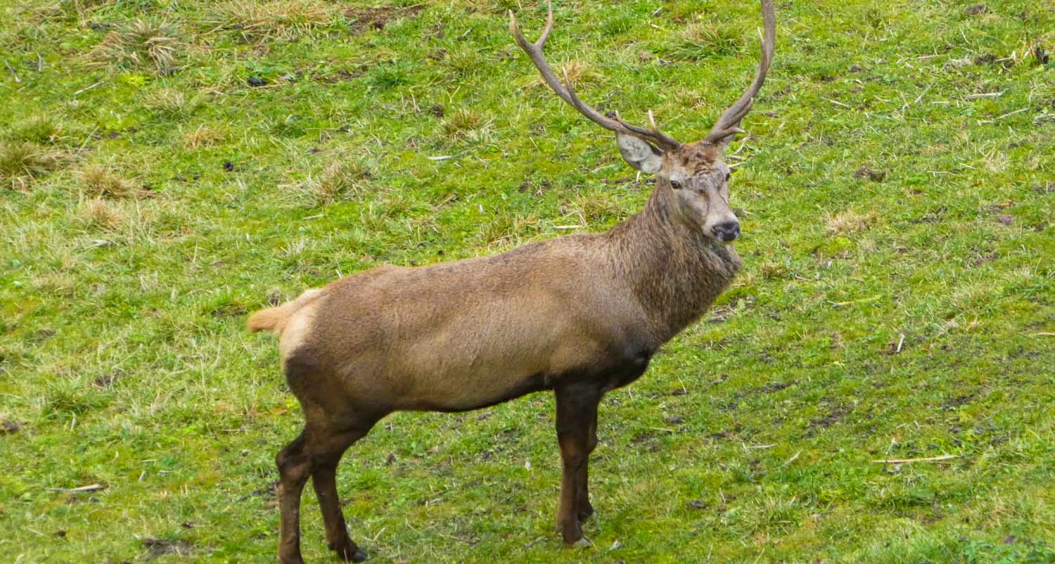 Recinto dei cervi al Mao Tumlhof
