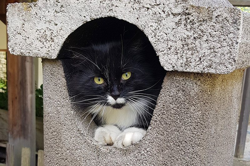 atti al Maso Tumlhof