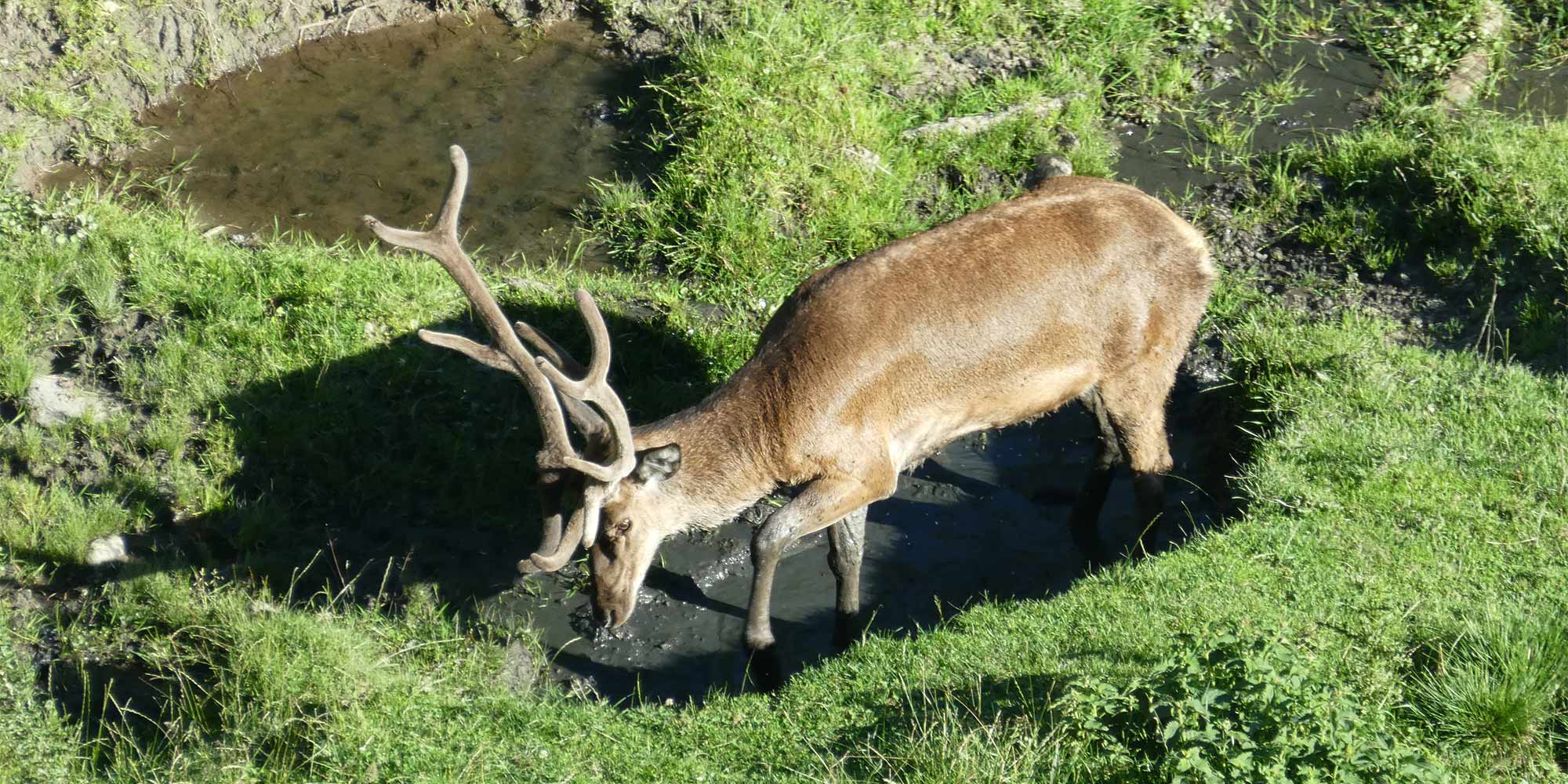 Rotwildgehege am Tumlhof