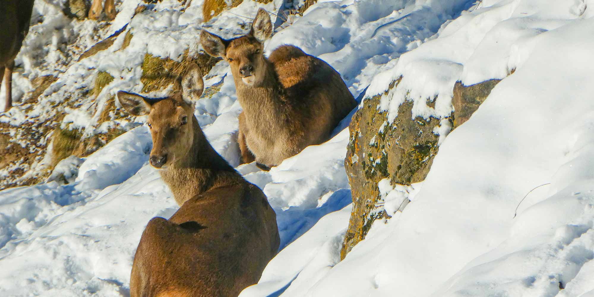 Rotwildgehege am Tumlhof