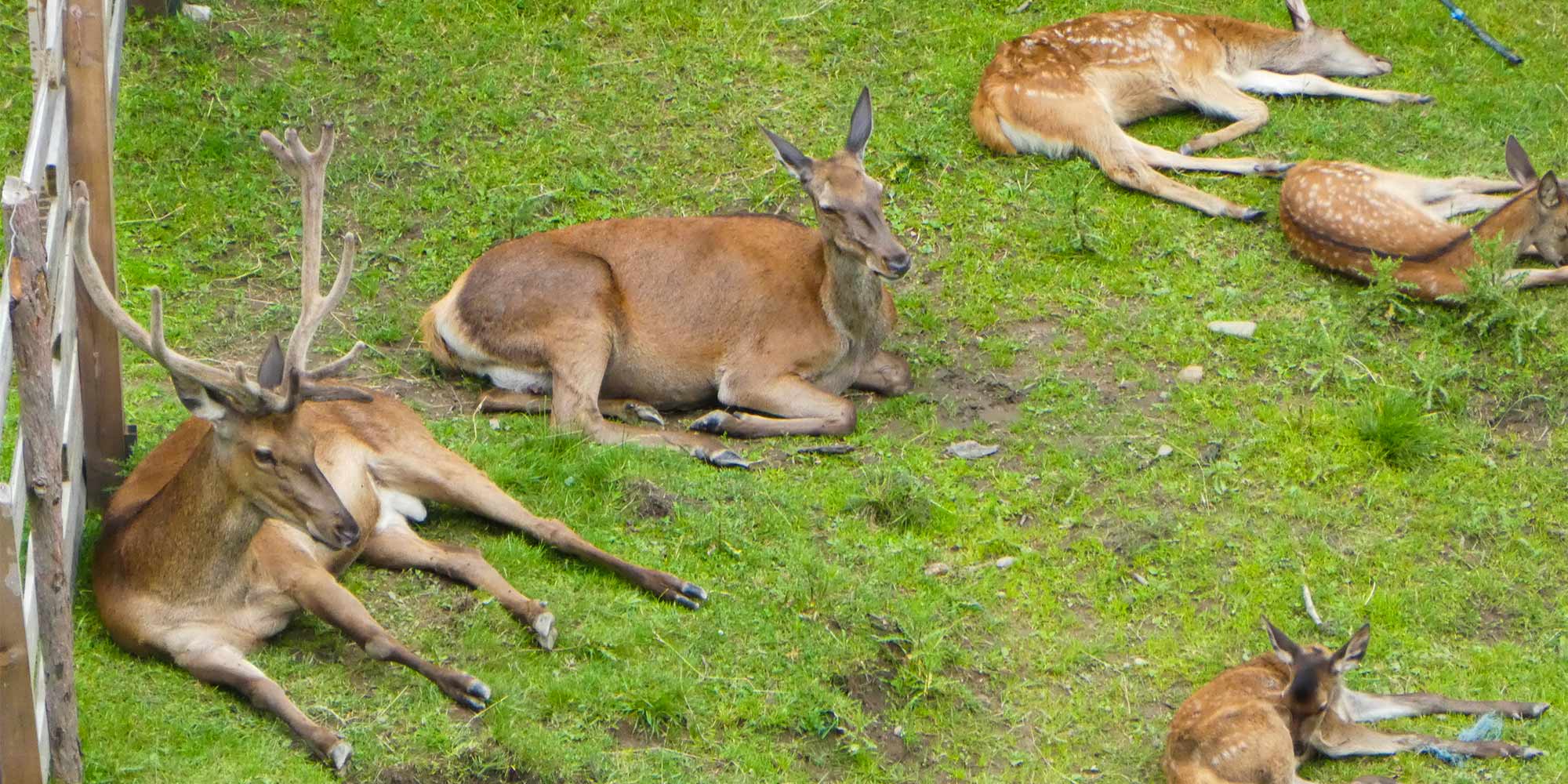Recinto dei cervi al Mao Tumlhof