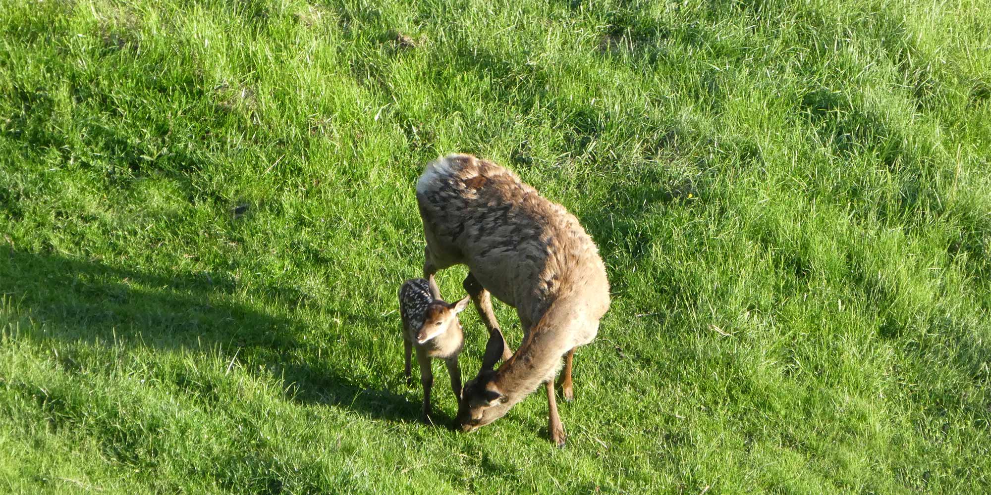 Recinto dei cervi al Mao Tumlhof